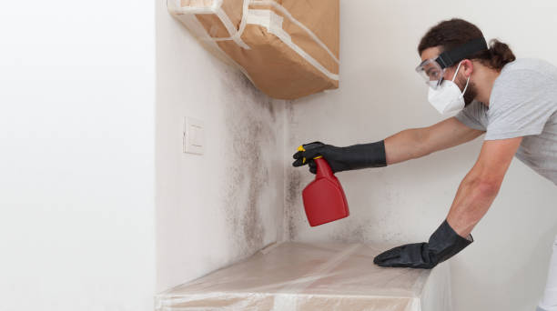 Professional Attic Mold Remediation technician working in Dover, FL
