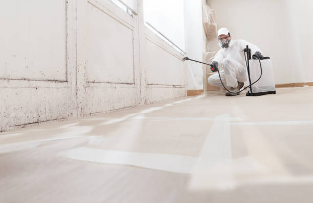 24/7 Emergency Attic Mold Remediation experts in Dover, FL