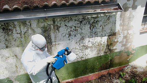 Top rated local Attic Mold Remediation specialists in Dover, FL